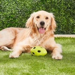 Nerf Dog Crunchable Football Dog Toy -Dog Supplies Shop 106662 PT3. AC SS1800 V1531554433