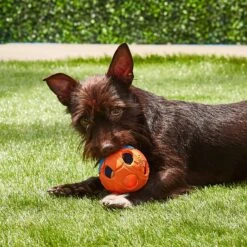 Nerf Dog Light Up Bash Ball Dog Toy, Medium -Dog Supplies Shop 121864 PT5. AC SS1800 V1531558325