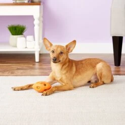 Nerf Dog Light Up Bash Football Dog Toy, Small -Dog Supplies Shop 121898 PT4. AC SS1800 V1531558337