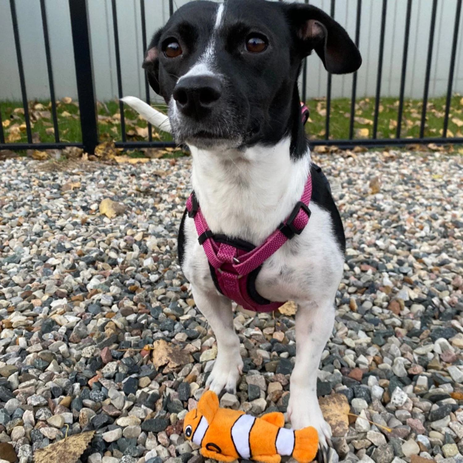 Snuggle Puppy Tender-Tuffs Clownfish Tough Dog Toy 7 Snuggle Puppy Tender-Tuffs Clownfish Tough Dog Toy - Image 5