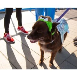 Pet Krewe Sesame Street Oscar The Grouch Dog & Cat Costume -Dog Supplies Shop 157703 PT2. AC SS1800 V1599268557