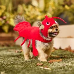 Frisco Red Lobster Dog & Cat Costume -Dog Supplies Shop 158723 PT6. AC SS1800 V1659023888