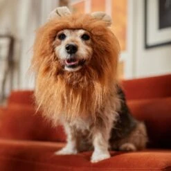 Frisco Lion Mane Dog & Cat Costume -Dog Supplies Shop 158732 PT7. AC SS1800 V1691686202