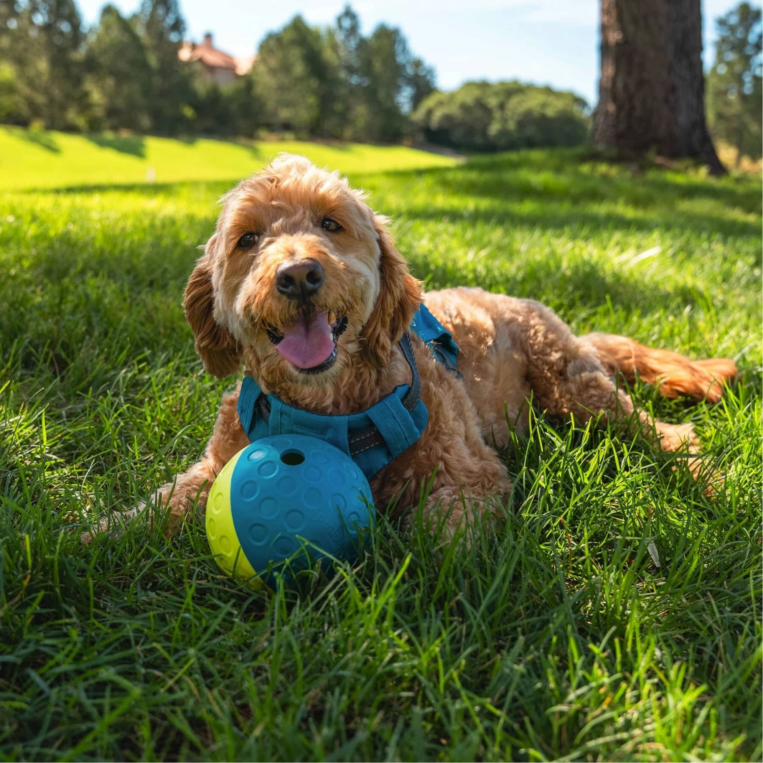 Nina Ottosson By Outward Hound Treat Tumble Puzzle Game Dog Toy 7 Nina Ottosson By Outward Hound Treat Tumble Puzzle Game Dog Toy - Image 5