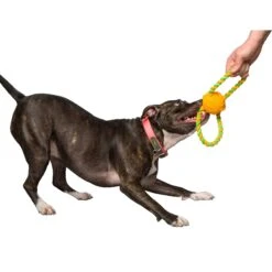 Hartz Dura Play Tug Of Fun Double Ring Squeaky Latex Dog Toy 10 Hartz Dura Play Tug Of Fun Double Ring Squeaky Latex Dog Toy -Dog Supplies Shop 161037 PT2. AC SS1800 V1589231334