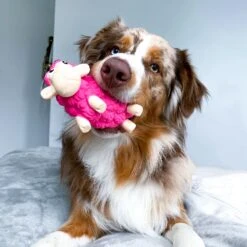 Outward Hound Tootiez Squeaky Stuffing-Free Dog Toy -Dog Supplies Shop 173725 PT5. AC SS1800 V1636517251