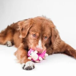 Outward Hound Tootiez Squeaky Stuffing-Free Dog Toy -Dog Supplies Shop 173725 PT6. AC SS1800 V1636507132