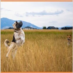 Monster K9 Dog Toys Indestructible Flying Disc Dog Toy -Dog Supplies Shop 173928 PT4. AC SS1800 V1672948211