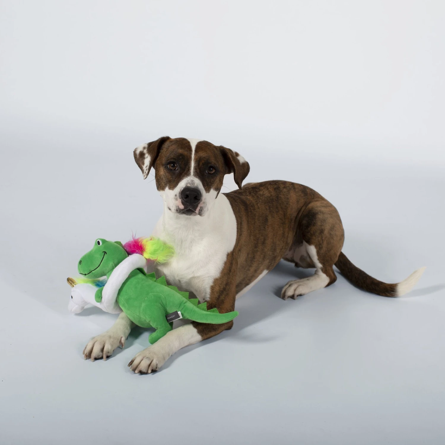 Pet Shop By Fringe Studio Summa Time Rex Squeaky Plush Dog Toy 5 Pet Shop By Fringe Studio Summa Time Rex Squeaky Plush Dog Toy - Image 3