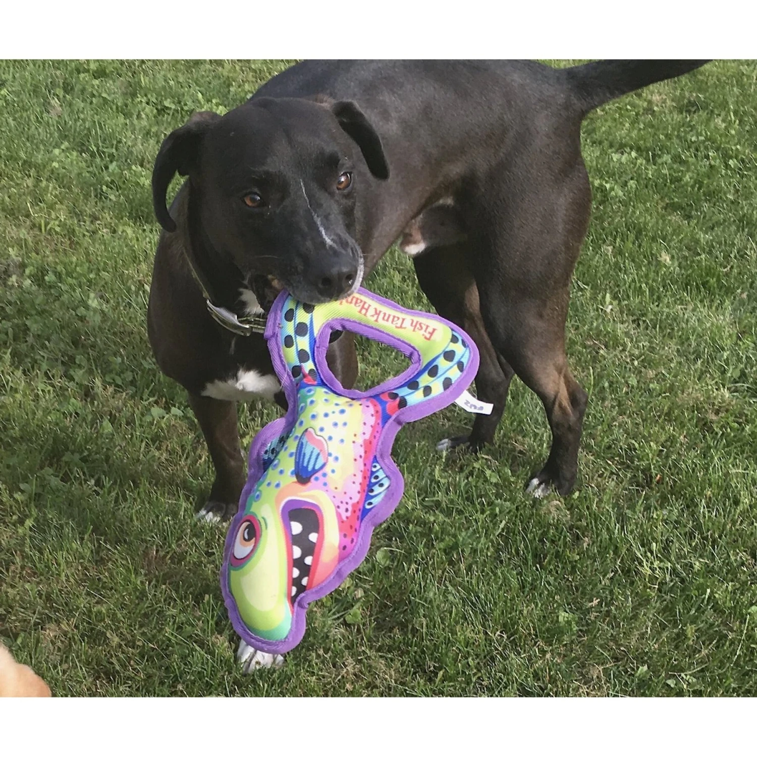 FUZZU Grab Nabbers Fish Tank Hank Squeaker Dog Toy 5 FUZZU Grab Nabbers Fish Tank Hank Squeaker Dog Toy - Image 3