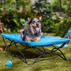 Regalo Pet Products My Cot Elevated Dog Bed