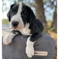 Big Barker 7" Sleek Orthopedic Pillow Dog Bed With Removable Cover -Dog Supplies Shop 201653 PT3. AC SS1800 V1574697485