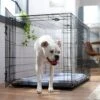 Frisco Fold & Carry Double Door Collapsible Wire Dog Crate & Mat Kit -Dog Supplies Shop 212633 MAIN. AC SS1800 V1667228755