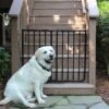 Cardinal Gates Outdoor Dog Gate -Dog Supplies Shop 217330 MAIN. AC SS1800 V1580827991