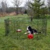 Lucky Dog Wire Dog Exercise Pen With Step-Thru Door -Dog Supplies Shop 217627 MAIN. AC SS1800 V1613806009