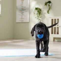 Frisco Premium Extra Large Printed Dog Training & Potty Pads -Dog Supplies Shop 227468 PT6. AC SS1800 V1674666681