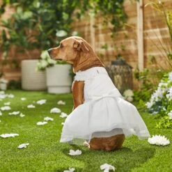 Frisco Formal Dog Wedding Dress 15 Frisco Formal Dog Wedding Dress -Dog Supplies Shop 248743 PT7. AC SS1800 V1614118361