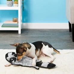 Frisco Alligator Stuffing-Free Flat Plush Squeaky Dog Toy & Frisco Raccoon Stuffing-Free Flat Plush Squeaky Dog Toy -Dog Supplies Shop 255471 PT4. AC SS1800 V1602691287