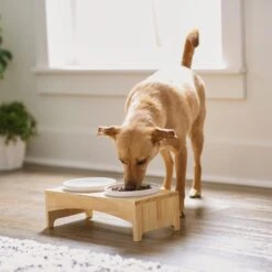 Frisco Ceramic Dog & Cat Double Diner With Elevated Wood Stand 10 Frisco Ceramic Dog & Cat Double Diner With Elevated Wood Stand -Dog Supplies Shop 256052 PT2. AC SS1800 V1615311142