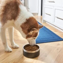 Frisco Insulated Two-Toned Non-Skid Stainless Steel Dog & Cat Bowl 15 Frisco Insulated Two-Toned Non-Skid Stainless Steel Dog & Cat Bowl -Dog Supplies Shop 257168 PT8. AC SS1800 V1615840126