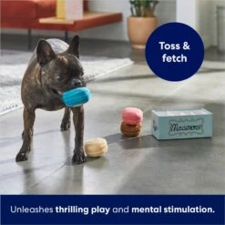 Frisco Macaron Interactive Plush Squeaky Dog Toy -Dog Supplies Shop 264438 PT5. AC SS1800 V1686579089