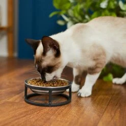 Frisco Elevated Stainless Steel Dish Cat Bowl, 1 Cup -Dog Supplies Shop 277517 PT3. AC SS1800 V1630347977