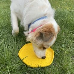 Project Hive Pet Company Frisbee Dog Toy -Dog Supplies Shop 289448 PT5. AC SS1800 V1620168426