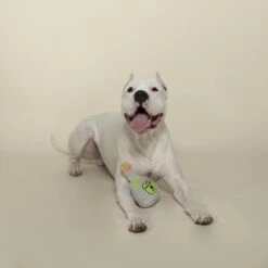 Pet Shop By Fringe Studio Pawtron Tequila Plush Dog Toy -Dog Supplies Shop 306613 PT2. AC SS1800 V1623281876