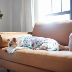 Frisco Rainbow Dog & Cat PJs -Dog Supplies Shop 312283 PT8. AC SS1800 V1644879887