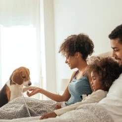 Pet Adobe Carpeted Folding Dog & Cat Steps -Dog Supplies Shop 314936 PT5. AC SS1800 V1626394291