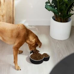 Disney Mickey Mouse Ceramic Dog & Cat Bowl -Dog Supplies Shop 315360 PT2. AC SS1800 V1647283421