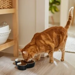 Disney Mickey Mouse Ceramic Dog & Cat Bowl -Dog Supplies Shop 315360 PT3. AC SS1800 V1647283006