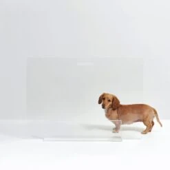 Hiddin Clear View Panel Freestanding Dog Gate 17 Hiddin Clear View Panel Freestanding Dog Gate -Dog Supplies Shop 316842 PT8. AC SS1800 V1632372185