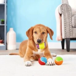 Frisco Fetch Squeaking Colorful Tennis Ball Dog Toy & Project Hive Pet Company Ball Dog Toy -Dog Supplies Shop 319024 PT3. AC SS1800 V1630550869