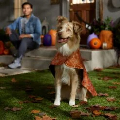 Frisco Spider Webbed Dog & Cat Costume Cape -Dog Supplies Shop 334972 PT6. AC SS1800 V1657729812