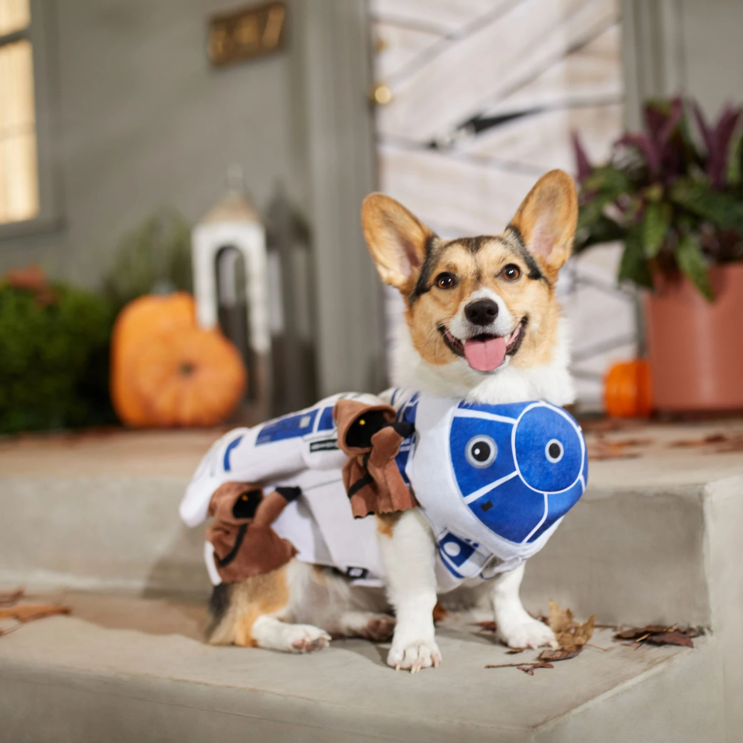 STAR WARS R2-D2 & Jawas Dog & Cat Costume 7 STAR WARS R2-D2 & Jawas Dog & Cat Costume - Image 5