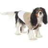 Marvel 's Loki Varient Lightweight Dog & Cat Jacket 1 Marvel 's Loki Varient Lightweight Dog & Cat Jacket -Dog Supplies Shop 335269 MAIN. AC SS1800 V1657656950
