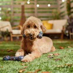 Pixar Coco TPR Bone Squeaky Dog Toy -Dog Supplies Shop 344491 PT3. AC SS1800 V1657657087