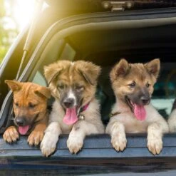 Pet Adobe Folding Car Dog Ramp -Dog Supplies Shop 345114 PT5. AC SS1800 V1637281901