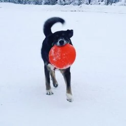 SodaPup Bottle Top Rubber Flying Disk Dog Toy -Dog Supplies Shop 346939 PT3. AC SS1800 V1638400039