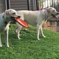 SodaPup Bottle Top Rubber Flying Disk Dog Toy -Dog Supplies Shop 346939 PT7. AC SS1800 V1638404244