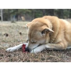 SodaPup Nylon Cherry Pie Chew & Enrichment Dog Toy -Dog Supplies Shop 347036 PT6. AC SS1800 V1638339722