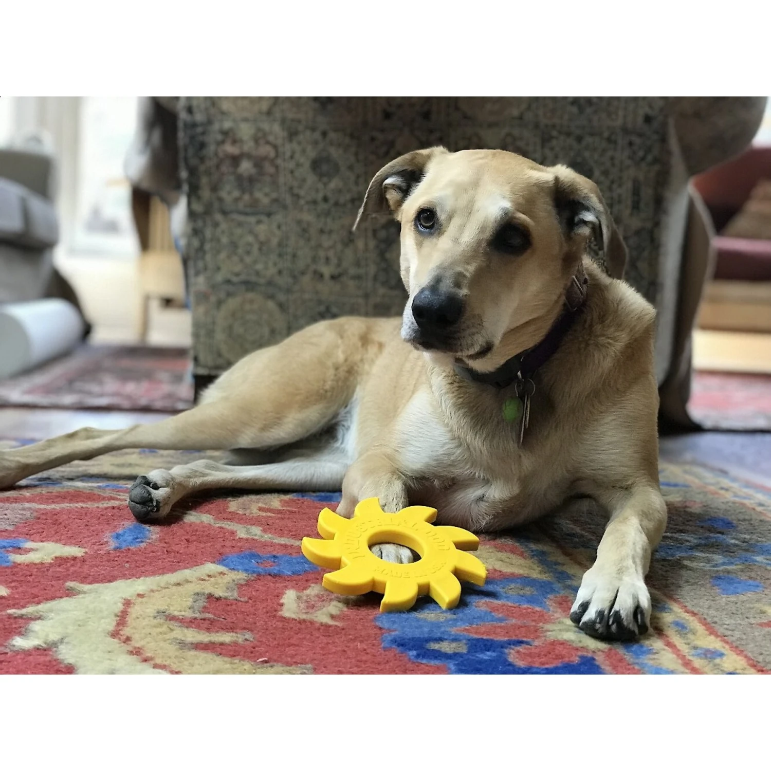 SodaPup Nylon Circular Saw Chew Dog Toy 6 SodaPup Nylon Circular Saw Chew Dog Toy - Image 4