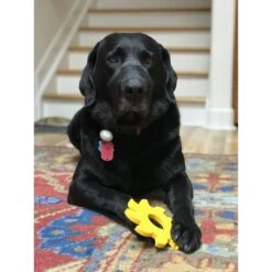 SodaPup Nylon Circular Saw Chew Dog Toy 17 SodaPup Nylon Circular Saw Chew Dog Toy -Dog Supplies Shop 347040 PT7. AC SS1800 V1638340645