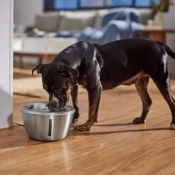 Frisco Stainless Steel Heart Dog & Cat Fountain 14 Frisco Stainless Steel Heart Dog & Cat Fountain -Dog Supplies Shop 355816 PT5. AC SS1800 V1665684540