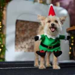 Frisco Front Walking Elf Dog & Cat Costume 18 Frisco Front Walking Elf Dog & Cat Costume -Dog Supplies Shop 357956 PT7. AC SS1800 V1661799329