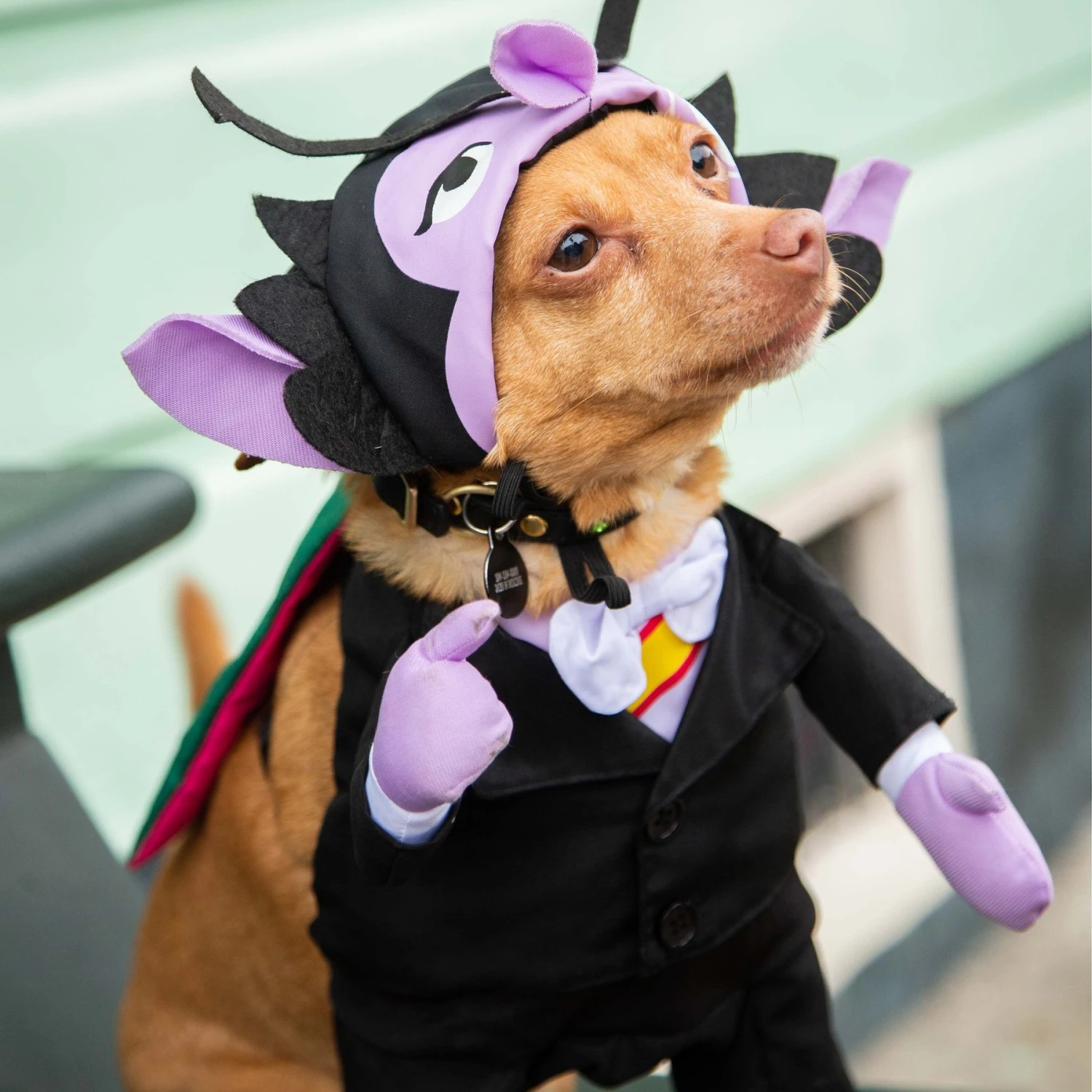 Pet Krewe Sesame Street The Count Dog Costume 8 Pet Krewe Sesame Street The Count Dog Costume - Image 6