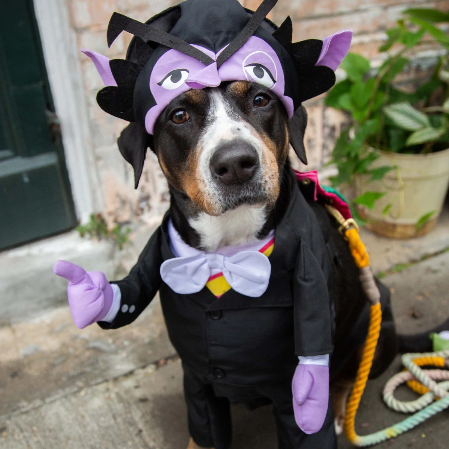 Pet Krewe Sesame Street The Count Dog Costume 9 Pet Krewe Sesame Street The Count Dog Costume - Image 7