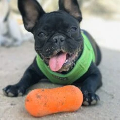 Ruff Dawg Peanut Treat Dispenser Dog Toy, Color Varies 9 Ruff Dawg Peanut Treat Dispenser Dog Toy, Color Varies -Dog Supplies Shop 53810 PT2. AC SS1800 V1602300361