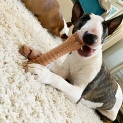 Nylabone Power Chew Durable Dog Toy Bacon -Dog Supplies Shop 54292 PT2. AC SS1800 V1643394443